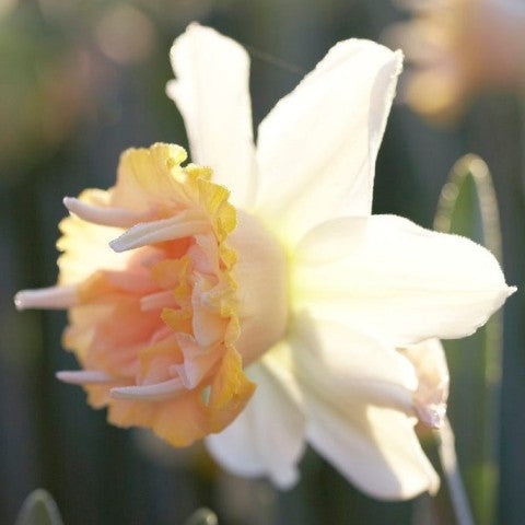 Perennial Daffodil ‘Petit Four’ - 10 bulbs