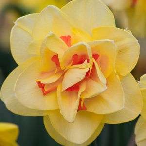 Perennial Daffodils ‘Tahiti' - 10 bulbs