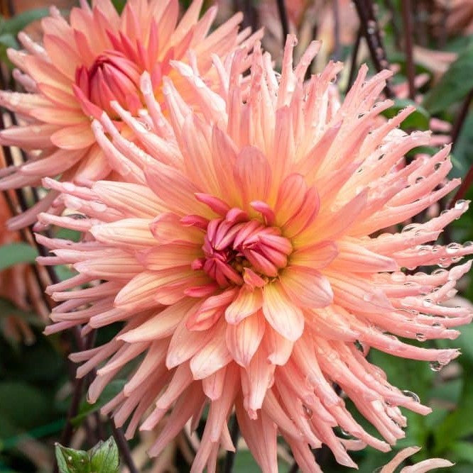 Dahlia 'Apricot Star' is such a happy burst of peach and yellow energy that it will sure will put a smile on your face! It features the sweetest gradient from light coral at the tips of elongated twisted petals slowly fading towards pale yellow towards the center. The flowers are quite spectacular, about 6" across, and add a touch of sunshine and a lovely textural accent to the garden and bouquets. Buy dahlia tubers online www.lilysgardenstore.com