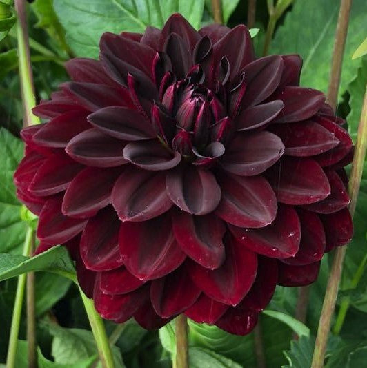 Dahlia Arabian Night is an award-winning garden favourite that is as beautiful as it's productive. Matte rich burgundy blooms are a pleasure to arrange and are always popular with floral designers and market customers.  Buy dahlia tubers online www.lilysgardenstore.com