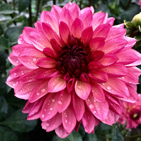 Dahlia Bacardi is a dream to design with due to its sophisticated dusty rose colour that seems to go with everything! Moody and mysterious, they add a modern edge to bouquets. Earthy desaturated mauves are frequently part of bridal colour schemes, but are not easily encountered in nature, and dahlia Bacardi is one of the very few blooms that come in this rare hue. Buy dahlia tubers online www.lilysgardenstore.com
