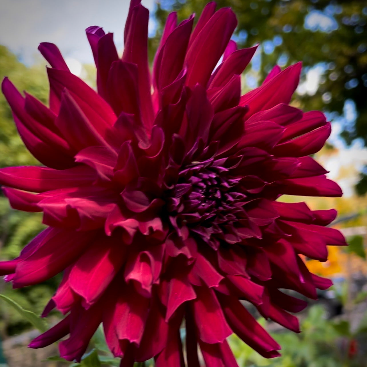 Unapologetically gorgeous black raspberry dinnerplate dahlia with contrasting neon purple undersides, Brigitta Alida is a very glamorous diva. The petals that lightly curl at the tips definitely add texture and festive presence in the garden. 8" blooms on sturdy 4' tall plants look rich, velvety and are sure to steal the show! Buy dahlia tubers online www.lilysgardenstore.com