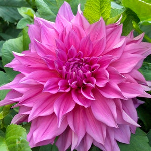 ‘Cafe au Lait Rose’ is a beautiful sibling of the world-famous ‘Cafe au Lait’ sharing the same irresistibly shaggy bloom shape and strong stems. Slightly shorter in stature, at 3’ it’s a striking addition to the garden and a true delight for any pink lover! Buy dahlia tubers online www.lilysgardenstore.com 