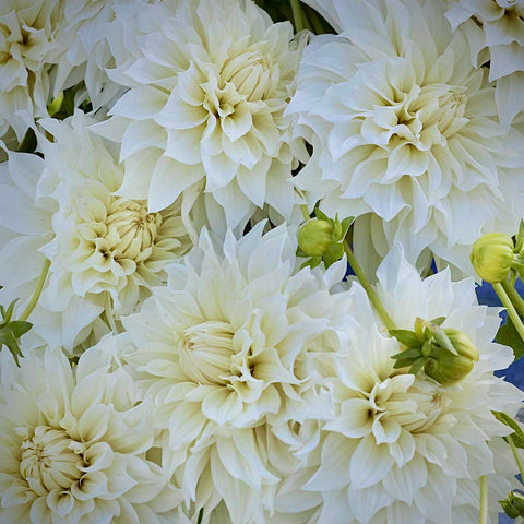 Finally this new introduction is here! A sibling to our reigning queen of dahlias, ‘Cafe au Lait Supreme’ is now available in a pure white shade. Highly prolific and absolutely stunning in wedding installations and bridal bouquets, it’s a must grow!  Buy dahlia tubers online www.lilysgardenstore.com