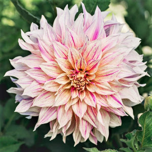 A gorgeous cousin of the award-winning Dahlia Cafe Au Lait - Cafe Au Lait Twist, has all the effortlessly glam shaggy petals adorned with painterly splashes of vibrant pink. It truly is a stunning combination and we highly recommend adding this variety to your Cafe au Lait collection! Buy dahlia tubers online www.lilysgardenstore.com