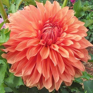 Dahlia Clyde’s Choice is a bronze-coloured dinnerplate dahlia in a stylish colour that you don’t see very often in a flower. It is a late bloomer, but certainly worth the wait. The enormous flowers of Clyde’s Choice are a feast for the eye! Buy dahlia tubers online www.lilysgardenstore.com