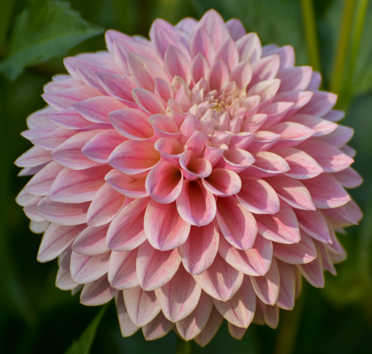 Dahlia 'Coralie' - Formal Decorative (1 tuber)