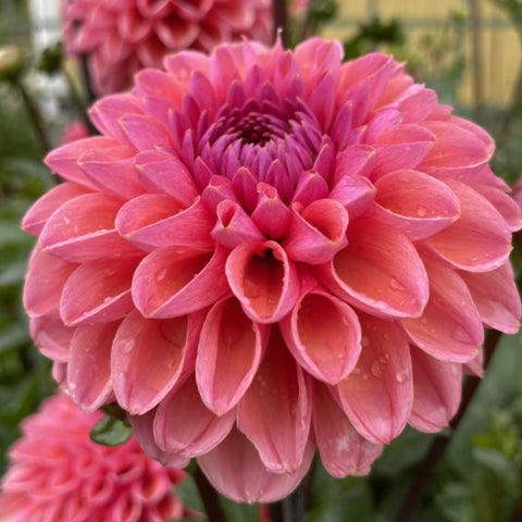 Dahlia 'Daisy Duke' is a lovely cut flower dahlia that we really enjoyed adding to our bouquets last year. It's a coral-peach bloom with a lilac center that complements many colour schemes and fills out bouquets nicely.  Buy dahlia tubers online www.lilysgardenstore.com