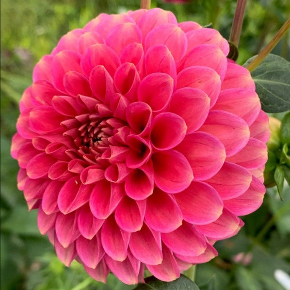 Dahlia Dikara Superb is a top class sugar pink dahlia that is bred in UK and is a good competition quality bloom. All around perfection. Buy dahlia tubers online www.lilysgardenstore.com