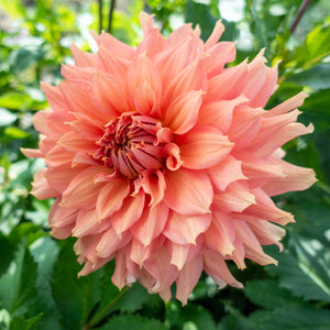 One of the very best large orange varieties we’ve trialed, the 8-10 inch blooms look as if they are glowing on the plant. The soft tangerine petals mix well with almost every color and the long, strong stems make them an excellent cut flower.Buy dahlia tubers online www.lilysgardenstore.com