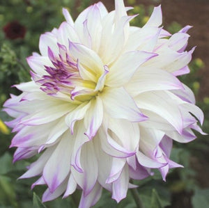 Looking to add an eye-catching beauty in your garden? Try Dahlia 'Ferncliff Illusion'. This large-flowering Dahlia features huge and magnificent white flowers with delicate purple edges. The impressive fully double flowers, up to 8-10" wide, are not top heavy and remain upright and straight, even when it rains.  Buy dahlia tubers online www.lilysgardenstore.com
