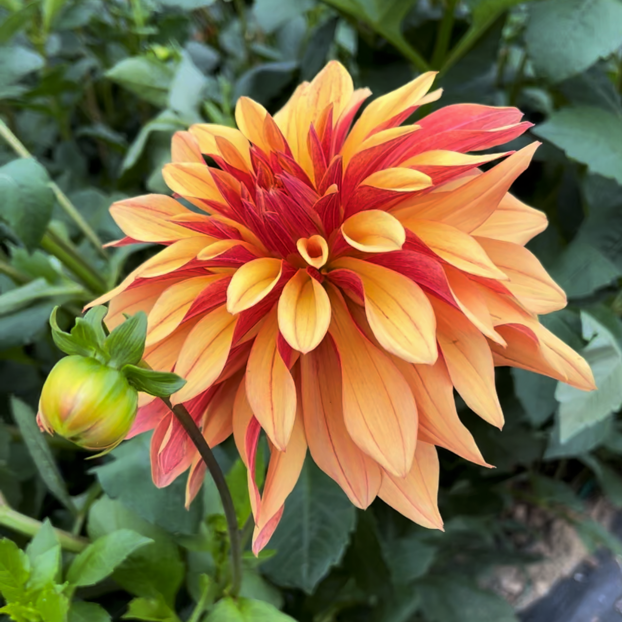 A newer variety and already everyone's favorite, French Cancan dahlia just glows in your garden with its honey orange petals with a burnished copper reverse. Twisty, shaggy and effortless bloom is early and very prolific. Buy dahlia tubers online www.lilysgardenstore.com