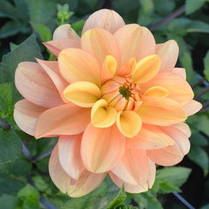 Dahlia Ginger Snap is a great cut flower variety. Rich gold to rose gold blooms just glow from within, and it's a wonderful addition to any garden and flower arrangement. Strong, straight, sturdy stems on this 4' plant support waterlily style blooms that are 3-4" in size. One of the best sunshine yellow varieties that you will grow. Buy dahlia tubers online www.lilysgardenstore.com
