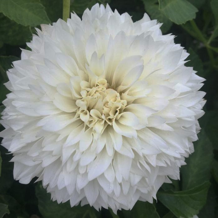This award winning dahlia Gitts Attention is a top quality exhibition variety and an excellent cut flower. It's one of our favourite whites for bouquets and floral arrangements as it has a rather unique look. Also, it complements bridal bouquets nicely with its frilly and romantic looks. Buy dahlia tubers online www.lilysgardenstore.com