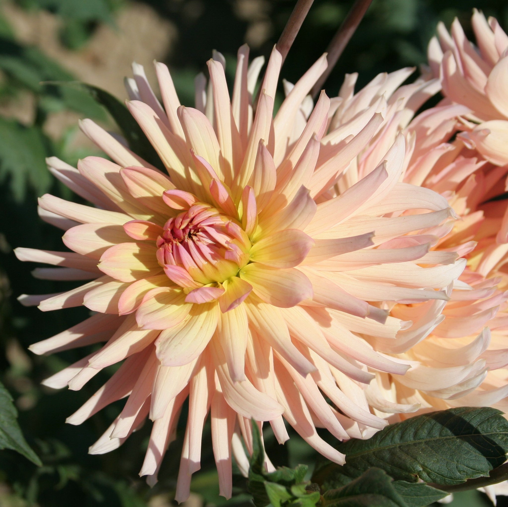 Dahlia 'Henriette' is a magnificent and eye-catching dahlia which displays sparkling salmon-pink blossoms, delicately fading to cream towards the tips of their elongated petals. When the light hits the blooms, they shimmer and it is bedazzling sight to behold! Buy dahlia tubers online www.lilysgardenstore.com