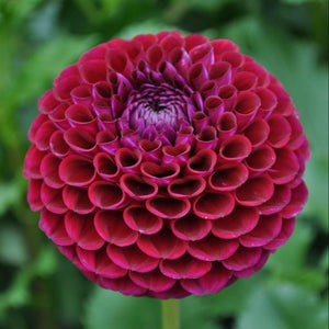 One of the best dark hued varieties you can grow! Plants are loaded with rich, deep maroon blooms all season. Long, strong stems, and weather resistant flowers make them a fantastic cut. Buy dahlia tubers online www.lilysgardenstore.com