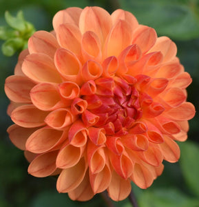 Dahlia Jowey Chantal is a cheerful bi-colour cut flower dahlia in a sunny orange-yellow to a rusty orange gradient. It is a vigorous, productive, strong dahlia with long strong stems. We offer a few other cut flower type dahlias from the well-loved Jowey series, introduced by the award-winning dahlia breeder Jozef Weyts. Buy dahlia tubers online www.lilysgardenstore.com