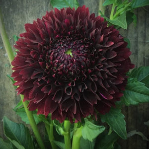 Dahlia Jowey Mirella is one of the darkest dahlias we grow. It's a lovely cut flower with tall strong stems and adds contrast and depth to the flower arrangements. Part of the award-winning Jowey cut flower series. Buy dahlia tubers online www.lilysgardenstore.com