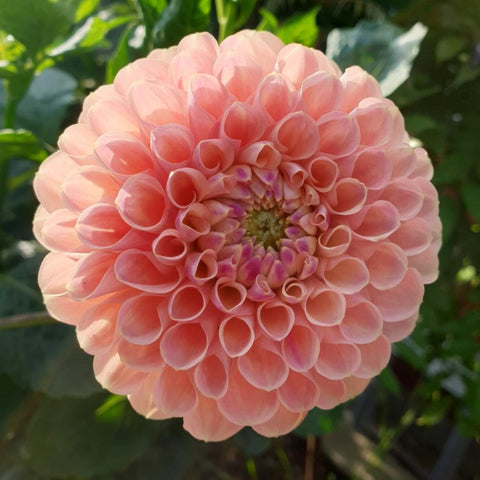 Dahlia Jowey Nicky is one of our favourite dahlias from Jowey series. It's a high-performing ball dahlia from Belgian breeder Jozef Weyts whith perfect peachy-apricot blooms that seem to be glowing from within. A must grow! Buy dahlia tubers online www.lilysgardenstore.com