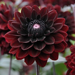 One of the darkest Dahlias with its masses of dark velvety red flowers, almost black at their heart, Karma Choc is a remarkable Dahlia. Especially suiting for cutting, it has an outstanding vase life (7+ days) and looks stunning in fall-coloured bouquets. Buy dahlia tubers online www.lilysgardenstore.com