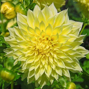 Perhaps the largest of all, this giant Dahlia or Dinnerplate Dahlia, features huge and magnificent, bright sunny yellow blossoms. Such an appealing focal point!  Buy dahlia tubers online www.lilysgardenstore.com