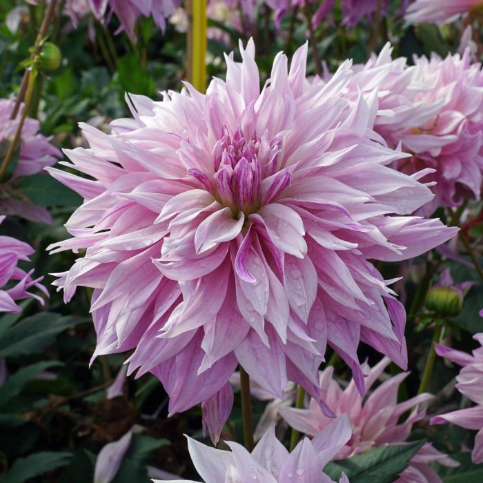 Dahlia 'Labyrinth Two Tone' is a brand new introduction and it's a creamy lavender cousin of ever-popular boho chic Labyrinth, perfect for lovers of classy cool tones.  Buy dahlia tubers online www.lilysgardenstore.com