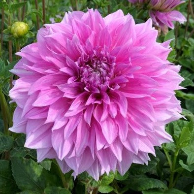 We really enjoyed growing dahlia Lavender Perfection! It will quickly become your favorite due to its magnificent lavender-pink colour, huge effortless blooms and free flowering nature. An excellent choice for a lovely garden border specimen or for oversized flower arrangements. Buy dahlia tubers online www.lilysgardenstore.com