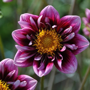 Single flowers with lavender-pink petals fading to rich burgundy at the center, Dahlias Mignon Liquid Desire have a golden heart that produces pollen and nectar, making them perfect for inviting beneficial insects bees into the garden. Buy dahlia tubers online www.lilysgardenstore.com