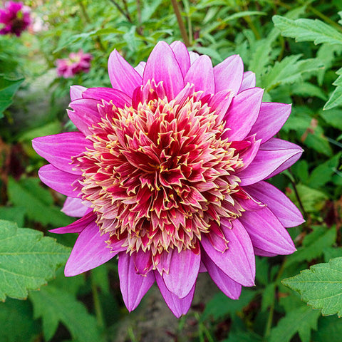 One look at this flamboyant, powder-puff dahlia and you'll be dancing in your garden. Its large, colourful, 5" flowers have reddish-lilac centre petals with split tips highlighted in gold. The heart has a pretty ring of larger, lilac petals surrounding it. Buy dahlia tubers online www.lilysgardenstore.com