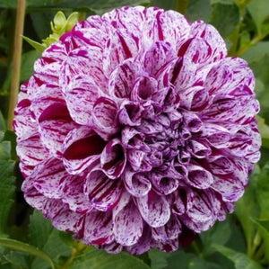 Dahlia 'Marble Ball' features unique and magnificent variegated flowers, a superb mix of purple and white set against a dark green foliage.  Buy dahlia tubers online www.lilysgardenstore.com