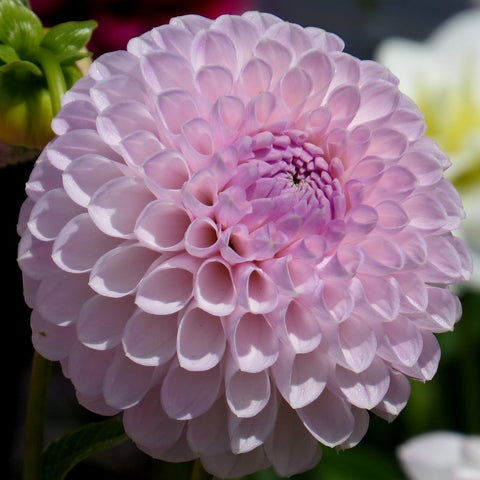 We have been on a quest to find the perfect lavender ball dahlia and we're happy to say, dahlia Megan Dean sure fits the bill! It blends very well with Lavender Perfection, Wizard of Oz and Crazy Love for those crisp cool-tone summer bouquets! Definitely a designer's favourite!  Buy dahlia tubers online www.lilysgardenstore.com