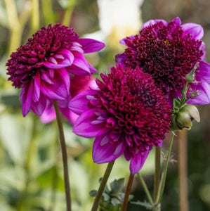 Dahlia Misses Amy is a beautiful bright pink anemone type bloom, with a pincushion center and swept back outside petals. It is very prolific and will add a fun texture to your garden border, and will look unusual and playful in bouquets.  Buy dahlia tubers online www.lilysgardenstore.com