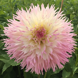 Nadia Ruth is a Medium Fimbriated cactus Dahlia. The flowerheads are candy pink in colour shading whiter towards the tips. Buy dahlia tubers online www.lilysgardenstore.com