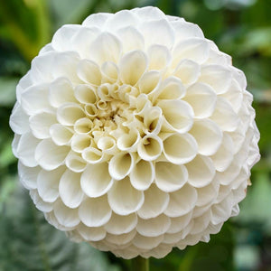Planning a DIY wedding? These pure white dahlias are a must. Their perfectly round flower heads measure 3" across and are packed with tighly rolled petals.  Buy dahlia tubers online www.lilysgardenstore.com