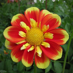 Charming and nostalgic, dahlia Pooh looks just as innocent and cheerful as it's name sake. It's just downright cute! Excellent bloomer on long stems, it has an unusually long vase life for a collarette. The bees, butterflies and hummingbirds love it. One of our favorites!  Buy dahlia tubers online www.lilysgardenstore.com