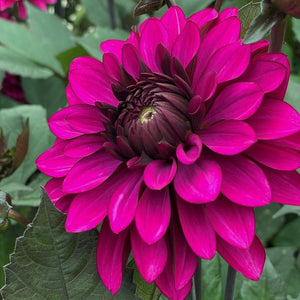 Dahlia Purple Flame seems to be glowing in your garden set atop tall strong stems and dark emerald green foliage. Each petal has a darker purple reverse, highlighting the beautiful shape and adding definition and depth to this royal purple bloom. Buy dahlia tubers online www.lilysgardenstore.com