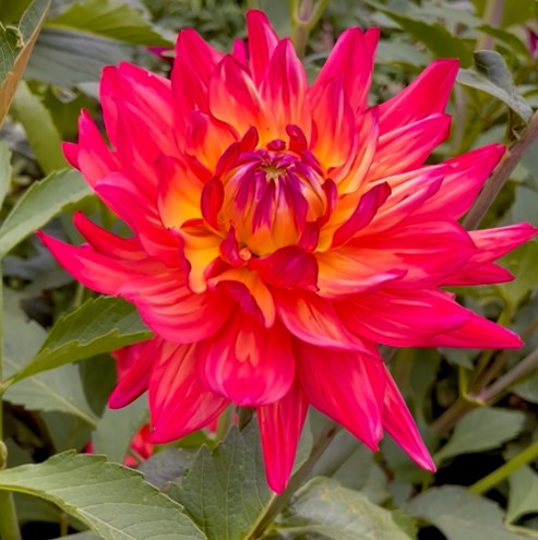 A vibrant bloom fading from a bright pink on its outer petals, to a lighter hint of yellow in the center, this Dahlia is sure to make a bright addition to your garden. A stunning beauty perfect for summer bouquets! Buy dahlia tubers online www.lilysgardenstore.com