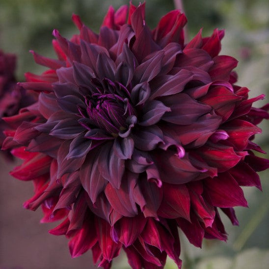 Rip City Dahlia is famous for its wavy black-crimson blooms with a near black heart. It sure adds a dramatic flair to your summer garden and to your flower arrangements. They have tall strong stems and are excellent for cutting. Buy dahlia tubers online www.lilysgardenstore.com