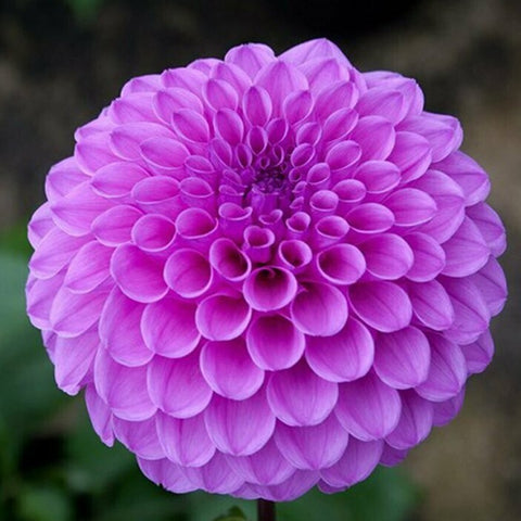 This garden workhorse churns out an abundance of long, strong-stemmed, lavender purple flowers all season. It's extremely productive and great for cutting.  Buy dahlia tubers online www.lilysgardenstore.com
