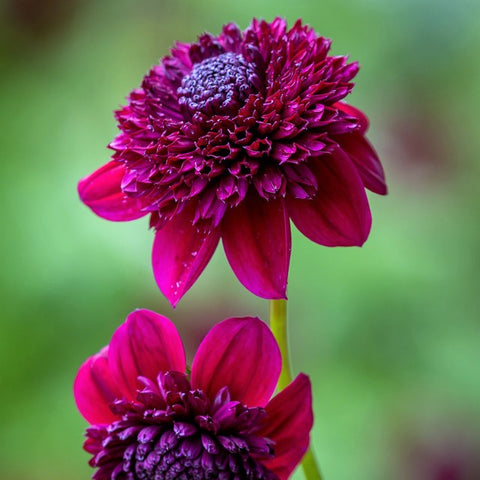 Dahlia Rosie Raven was named after Sarah Raven's daughter Rosie, and it's a brand new introduction to the Anemone-flowered group of dahlias in the richest mulberry crimson. Lovely in the garden, lovely in bouquets. Buy dahlia tubers online www.lilysgardenstore.com