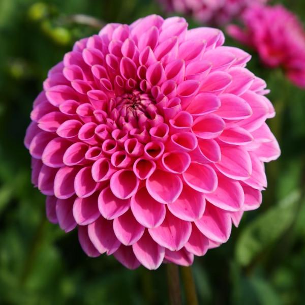 Dahlia 'Pink Sylvia aka Sandra' - Small Formal Decorative (1 tuber ...