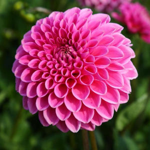 Dahlia Sandra is a pink coloured cousin of Sylvia and they both share all characteristic features of an amazing cut flower. Tall strong stems, long vase life and non-stop blooms. It's not unusual for them to produce 50+ stems during a growing season. 10 out of 10. Buy dahlia tubers online www.lilysgardenstore.com