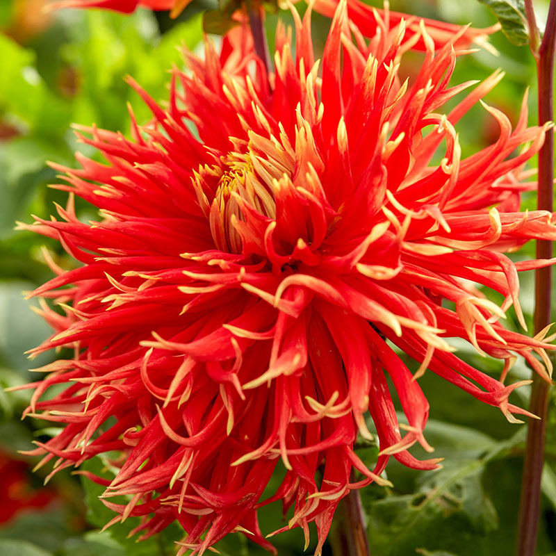 Dahlia 'Show N Tell' is an eye-catching Dinner Plate Dahlia with huge and festive, frilly, red-orange blossoms adorned with buttery-yellow tips. Buy dahlia tubers online www.lilysgardenstore.com