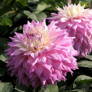 Sir Alf Ramsey is a Giant Decorative Dahlia. Its truly enormous flower heads have layer after layer of lavender pink petals that shade to a creamy white close to the base. Buy dahlia tubers online www.lilysgardenstore.com