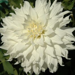 Dahlia 'Snowbound' - Large Informal Decorative (1 tuber Dahlia 'Snowbound' - Large Informal Decorative (1 tuber