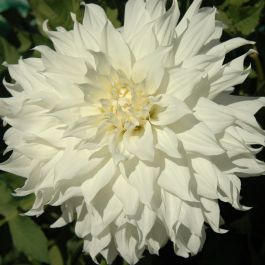 Dahlia Snowbound pumps out 9" blooms of pure white cover the 4' plant all season. A very heavy bloomer for a dahlia this size.  Buy dahlia tubers online www.lilysgardenstore.com