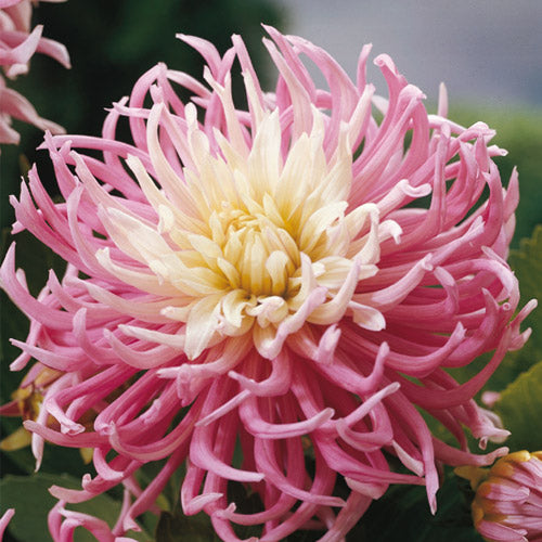 Award-winning Dahlia 'Star's Favorite' can leave no one untouched! It makes quite an impression on onlookers with its profusion of spectacular soft pink flowers blending to ivory at their heart!  Buy dahlia tubers online www.lilysgardenstore.com