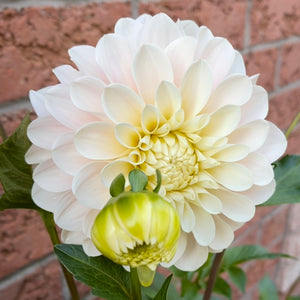 Dahlia 'Sweet Nathalie' - Formal Decorative (1 young plant)