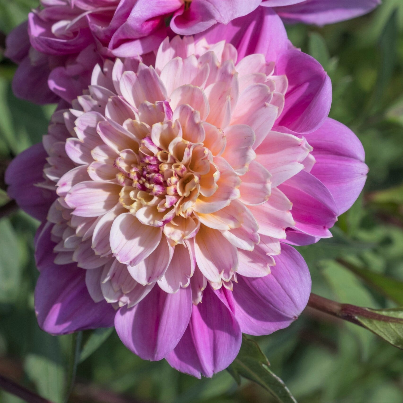 A party in the garden - that what dahlia Take Off is all about. Cotton Candy, confetti and sprinkles will always put a smile on your face, and we can all use more smiles in our lives, am i right?  Buy dahlia tubers online www.lilysgardenstore.com