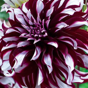 Stealing the show with its exceptional colouring, Dahlia Tartan is an eye-catching Dinnerplate Dahlia with huge and luscious blossoms, a striking mix of deep burgundy and brilliant white.  Buy dahlia tubers online www.lilysgardenstore.com